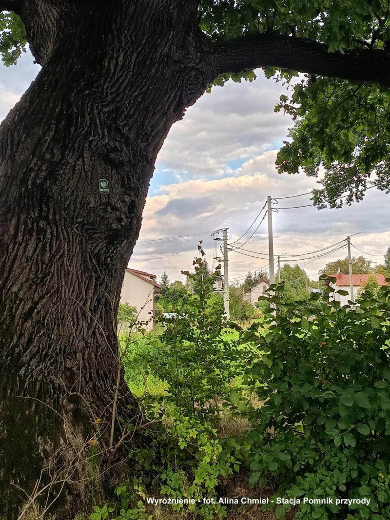W - Chmiel Alina - Pomnik przyrody